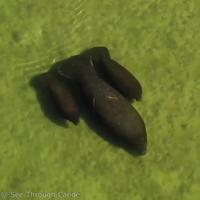 Aquatic Lockheed SR-71