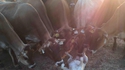 Un chien et des vaches