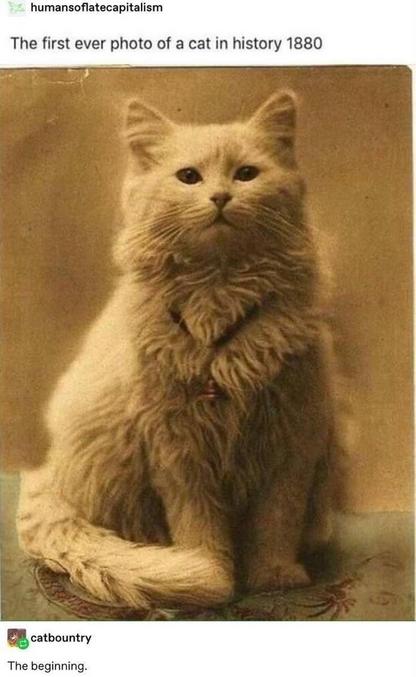 Première photo de chat de l’histoire 1880