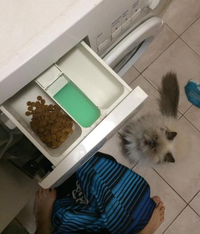 Mal réveillé, il tente de nourrir son chat