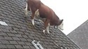 Freestyle de vache