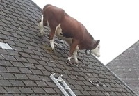 Freestyle de vache