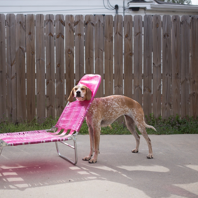 Un chien qui cumule les dossiers.