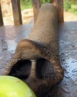 J’imagine la longueur du coton tige pour le test covid 