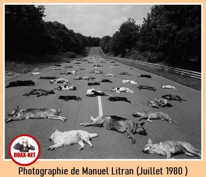 Photographie de Manuel Litran prise en Juillet 1980.

Tous ces chiens ont du être euthanasier par la SPA car abandonnés par leurs propriétaires.

Chaque année, c'est triste.

Petit message pour les gros bâtards qui font ça.

