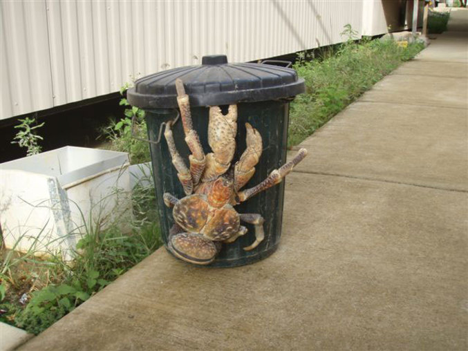 Un crabe géant est en train de chercher à manger.