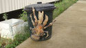 Crabe géant
