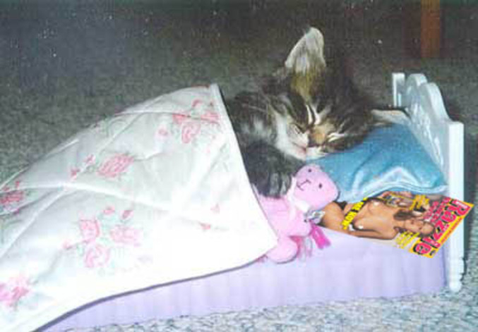 Un chat tout mignon dans son lit