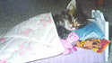 Petit chat qui dort