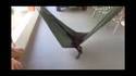 This dog loves relax in a hammock 