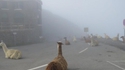 Il y avait des Lamas dans Silent Hill ?