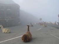 Il y avait des Lamas dans Silent Hill ?