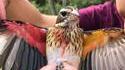 Un oiseau mi-mâle mi-femelle découvert en Pennsylvanie