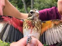 Un oiseau mi-mâle mi-femelle découvert en Pennsylvanie