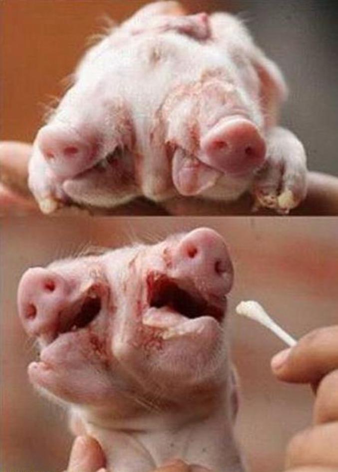 Un cochon avec une double tête.