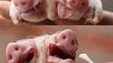 Cochon à deux têtes
