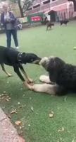 Rivalité canine