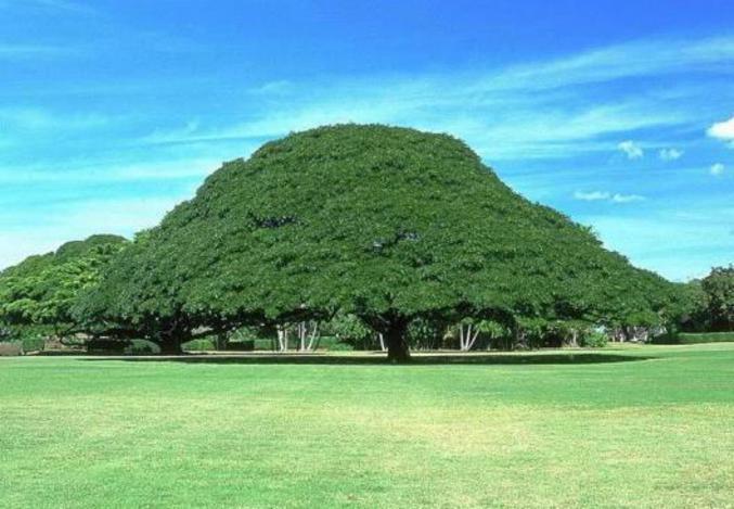 Un arbre gigantesque.