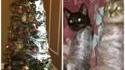 Les chats et les sapins 