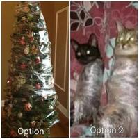 Les chats et les sapins 
