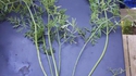 Se faire troller par son potager