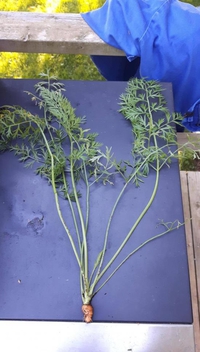 Se faire troller par son potager