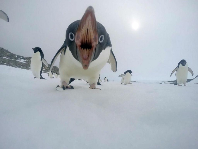 c'est méchant un pingouin.