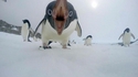 un pingouin !