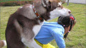 Chien frotteur