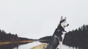 Que pourrait bien dire n°13: "Ce chien 2"