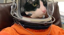 Cosmocat