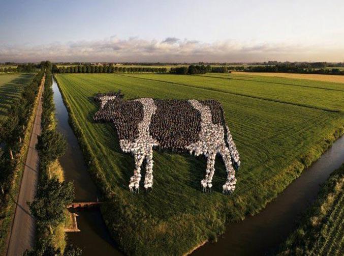 Une vache composée de dizaines de personnes