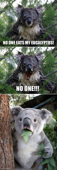 Personne ne mange mon eucalyptus