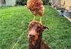 Chien complaisant et patient...