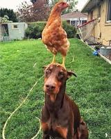 Chien complaisant et patient...