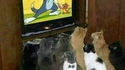 Télé à chats