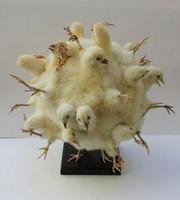 Le Poussin Zéro