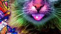 Chat alors