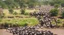 Migration de gnous