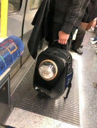 Minou dans le métro
