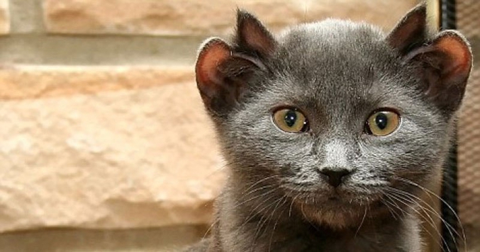 Un chat est né avec 4 oreilles. Sont nom est Yoda