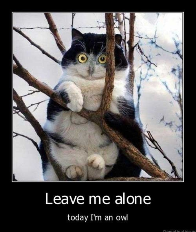 Pourquoi les chats grimpent aux arbres.