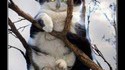 Chat-hibou