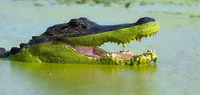 Alligator bicolore