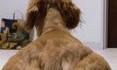 Un chien costaud