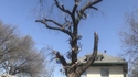 Un arbre à vélo