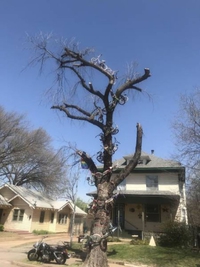 Un arbre à vélo