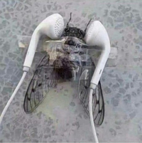 Vengeance sur cigale