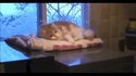 Chat glisse !