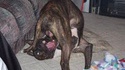 Castration rapide